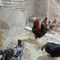 خروس گلین چهل تاج