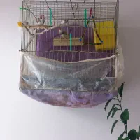 یک جفت فنج راه راه