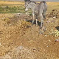 الاغ|حیوانات مزرعه|روانسر, |دیوار