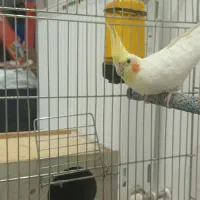 یک جفت عروس هلندی مولد|پرنده|شاهین‌شهر, پارک بانک استان|دیوار