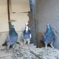 بورمگس|پرنده|نازیل, |دیوار