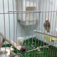 فنچ گلدین ماده|پرنده|تهران, هفده شهریور|دیوار