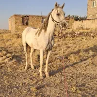 اسب نریان عرب|اسب و تجهیزات اسب‌سواری|قروه, |دیوار