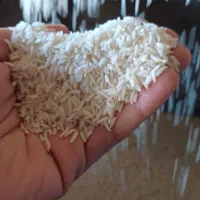 برنج دونوج و کشت اول طارم هاشمی