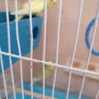 فروش دو عدد مرغ عشق با قفس|پرنده|ملکشاهی, |دیوار