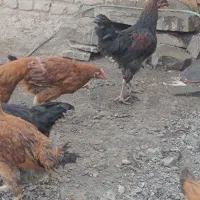جوجه مرغ.وخروس|حیوانات مزرعه|تربت‌حیدریه, چهارراه خواف|دیوار