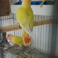 جوجه برزیلی دونخور اوپال سر نارنجی