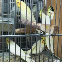 عروس مولد تخم و جوجه عروس هلندی