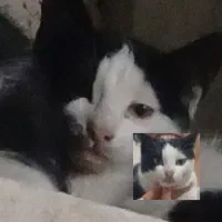 گربه|گربه|قزوین, |دیوار