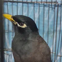 مرغ مینا