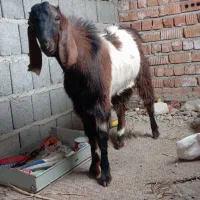 چند عدد گوسفند|حیوانات مزرعه|ایرانشهر, |دیوار