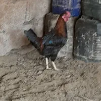 خروس چهل تاج|حیوانات مزرعه|خمین, |دیوار