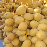خارک رطب برحی
