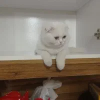 شرایط مالی واسه نگهداری ندارم