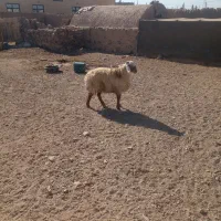 چهار راس بره نر چاق چاق|حیوانات مزرعه|گزیک, |دیوار