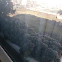 گلهای حیاط و اپارتمان