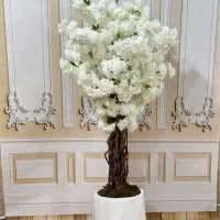 درختچه شکوفه سیب