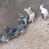 8عدد حیوون قلدر