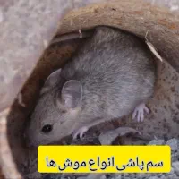 سمپاشی ساس.سوسک سم پاشی موش کنه گال و تمام حشرات|خدمات نظافت|مشهد, ولیعصر (شهرک غرب)|دیوار