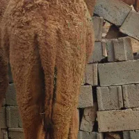 شتر،هاشی|حیوانات مزرعه|زیرکوه, |دیوار