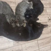 گربه ۵ماهه و ۳ماهه و باردار