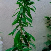 گل اپارتمانی|گل و گیاه طبیعی|رشت, ولکس|دیوار