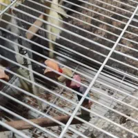 عروس هلندی|پرنده|بندرعباس, |دیوار