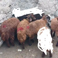 بره ۴راس ماده  واسه نگهداری جفتی ۱۵میلیون|حیوانات مزرعه|اردبیل, |دیوار