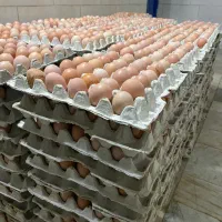 تخم خوراکی ارگانیک گلپایگانی