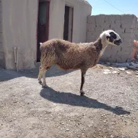 گوسفند چینی