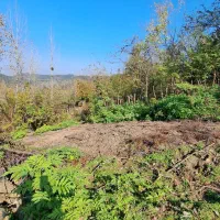 زمین باغی آینده دار /رو ارتفاع|فروش زمین و ملک کلنگی|سیاهکل, |دیوار