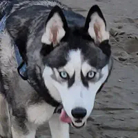 معاوضه هاسکی با گربه نژاد