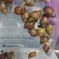 حلزون آفریقایی