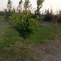 باغ مرکبات|فروش زمین و ملک کلنگی|هادی شهر, |دیوار