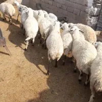 میش به قیمت بز