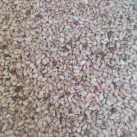 لوبیا چیتی
