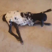 فروش بره نر