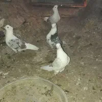 کبوتر نازار|پرنده|الشتر, |دیوار