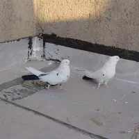 جفت دم سیاه نر کاکلی