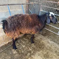 قوچ افغانی دورگ‌|حیوانات مزرعه|شیراز, اکبر آباد|دیوار