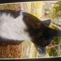 سگ پاکوتاه گمشده