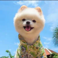 سگ پامرانین خرسی بوفیس (جفتگیری)