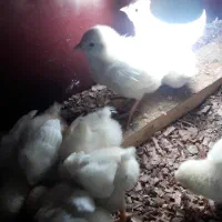 ۸ عدد جوجه ماشینی ۲۰ روزه  باقفس