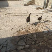 یک جفت لاری و یک جفت غوغاز به فروش می‌رسد|حیوانات مزرعه|تاکستان, |دیوار