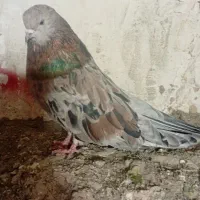 سرورودمسیا