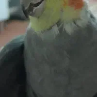 عروس هلندی و کوتوله