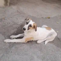 سگ بومی ۶ماهه ماده