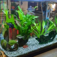 آکواریوم|ماهی|صدرا-فارس, فاز ۱|دیوار