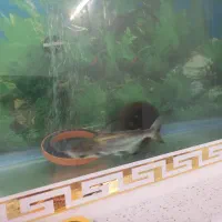 ماهی ردتیل و پهن کوسی شکاری|ماهی|تهران, هاشمی|دیوار