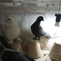 لوتی کبوتر|پرنده|تبریز, |دیوار